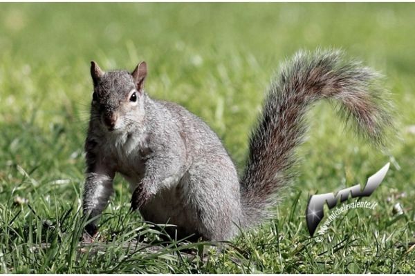 wildlife-49C107D811-3FDA-966C-3681-483485EF058E.jpg
