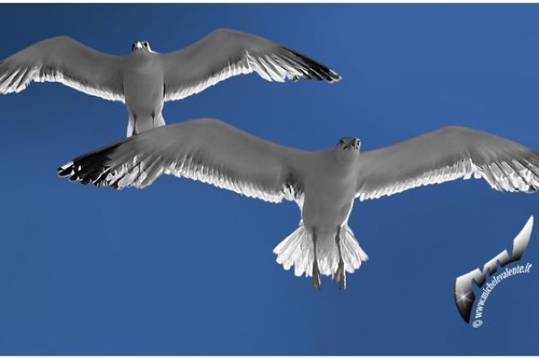 wildlife-536C0DB1C7-E5C1-EE2C-C2E7-D07680A979AE.jpg
