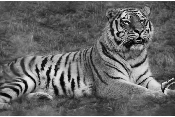 wildlife-546934830B-2D14-F14E-4601-395BE9117876.jpg