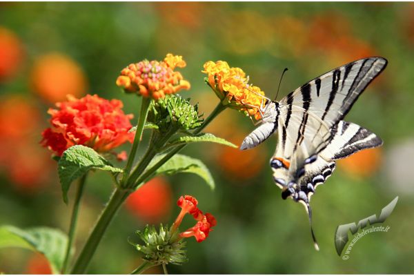 wildlife-5628109CEA-55CB-60BE-5F7B-06E43624D7A6.jpg