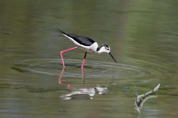 wildlife-57A471125A-C095-B7E1-39A3-9F5B7A26A9E3.jpg