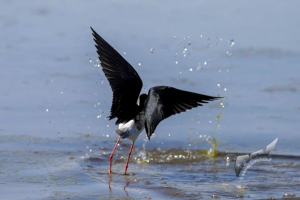 wildlife-58C912E97C-2F19-6E27-B820-1B7E906404F3.jpg