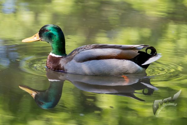 wildlife-59CA984767-09F8-2215-1D09-1F2CD2D12E57.jpg