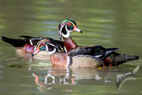 wildlife-606B5FA2C8-9B5E-F862-B136-606CD3391892.jpg