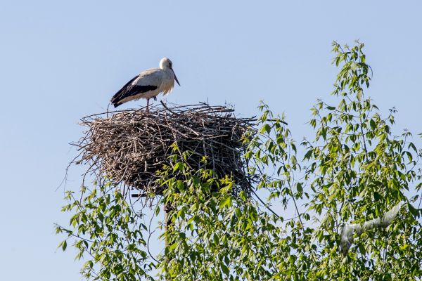 wildlife-62C9C9652D-7B2A-65C2-6ADC-99ED03ACB93A.jpg