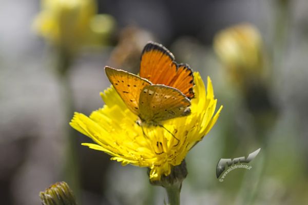 wildlife-65FCE23B65-0C90-902B-AE79-0F6135E76C2C.jpg
