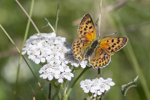wildlife-674EB72322-76E0-8FBB-53F3-A413DF9B60B1.jpg