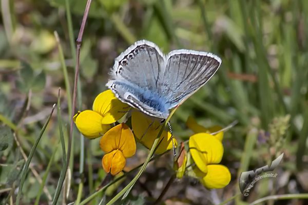 wildlife-69180EF616-40E9-FA6A-8644-DF7E03491867.jpg