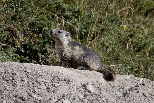wildlife-71F4914C53-7716-0E7B-16E4-25312D9628A3.jpg