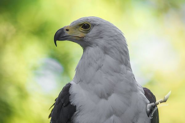 wildlife-7281C610BD-A24F-A2C7-2A0C-71ADEBE4A1F7.jpg
