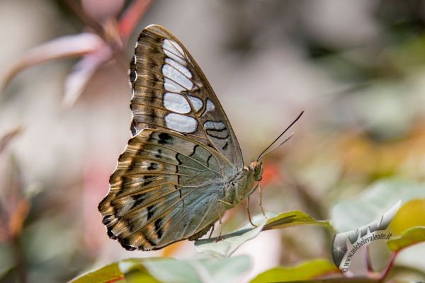 wildlife-73A8BF315A-43EA-07E6-DCEB-B2867F107AF9.jpg