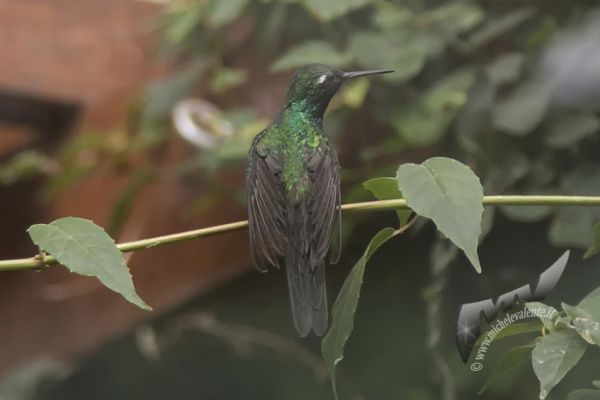 wildlife-747459EBA2-5FA7-BB5E-9CD6-967A97E13445.jpg