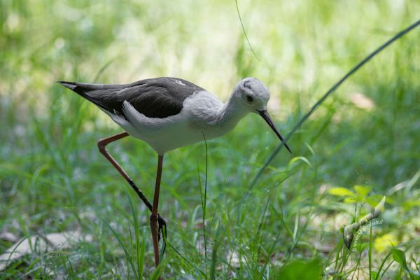 wildlife-8033812C51-B06E-2BDA-7E71-244C2ADDA343.jpg