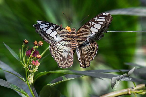 wildlife-813974DFD2-3D64-8642-F36F-75552E9D844F.jpg