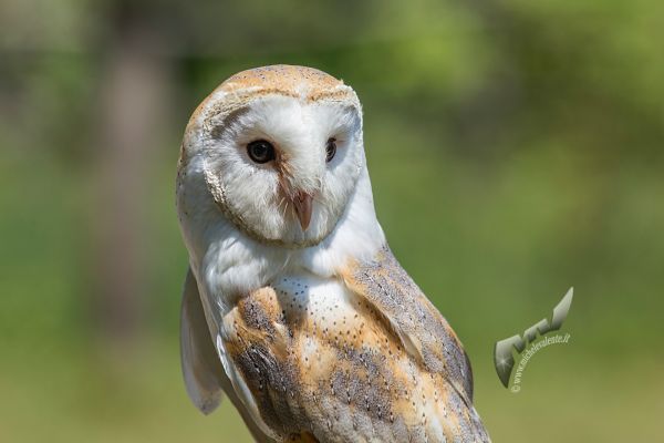 wildlife-83B32E7068-9CE6-AB56-EE59-1AC8845FBC17.jpg