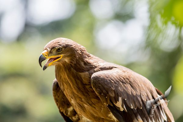 wildlife-86BF6774C8-1012-1A1A-C2DE-3E2D1B9897B7.jpg