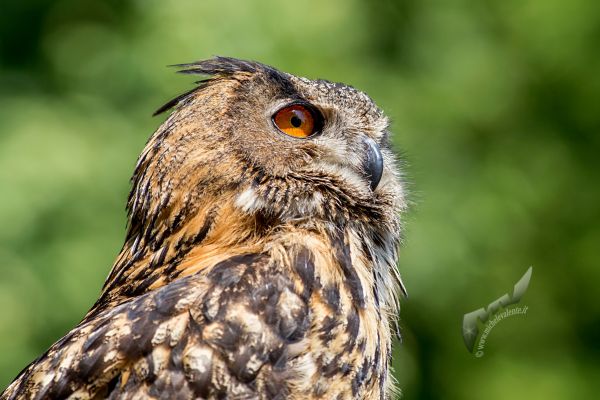wildlife-8846EDDD90-AF8D-13B6-E7A5-44BDC2E1667A.jpg