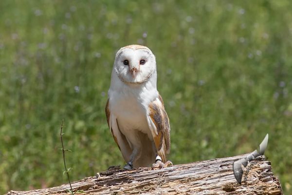 wildlife-890A9EE046-DCA7-840B-E13F-73368C554512.jpg