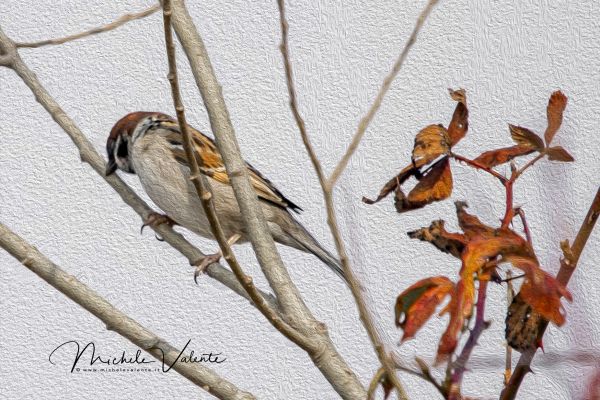 wildlife-92AEA61A03-0D85-D2FE-CA21-05D233C8C69D.jpg