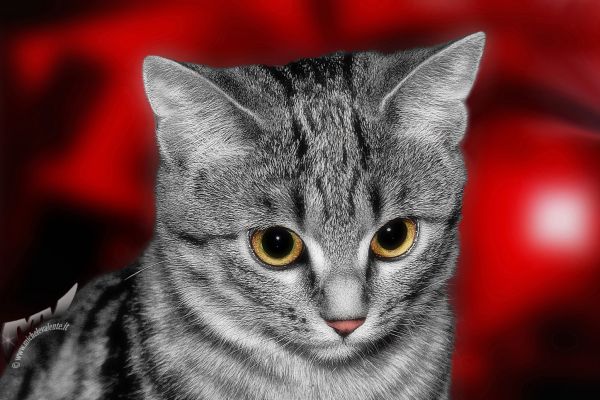 cat5E5BA9FB-DEB9-9B28-A786-8802BF0E3597.jpg