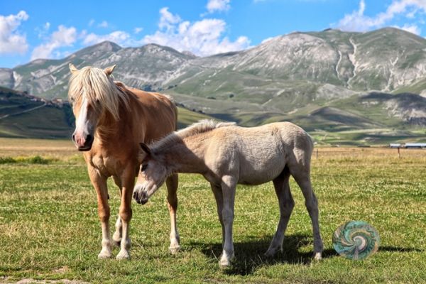 castelluccio-01098F5E59-FE11-AF12-EB15-2BD689A66CC4.jpg