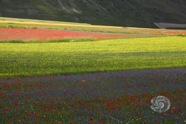 castelluccio-02B3BC90D5-5CF8-47B9-D4D4-1B09AFD43460.jpg