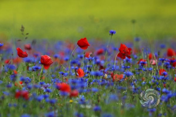 castelluccio-04BA7DF1A9-9EC6-EFC5-F9AA-984499834D75.jpg