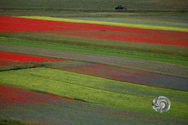 castelluccio-064FEAFC52-B971-7400-3C95-E8F5DD3CB091.jpg