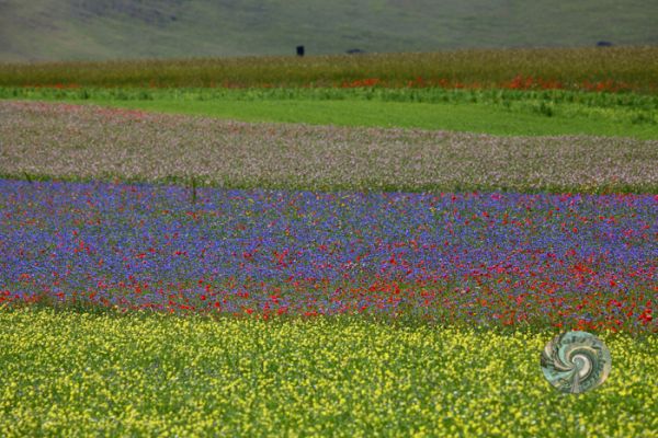castelluccio-08FBCD22C6-71A9-CCCD-264C-68F6B1297D34.jpg