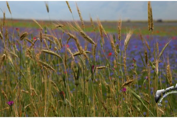 castelluccio-10515A9F8BC-C941-1518-A734-C362CBFAE396.jpg