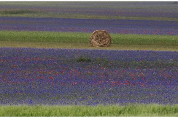 castelluccio-107EF9110A9-D415-18D0-330E-60C5B33BD61D.jpg