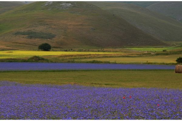 castelluccio-108F94628F1-417C-3CDD-9E2F-37F551BF1B8E.jpg