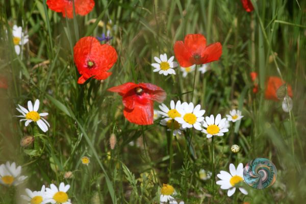 castelluccio-10B9580C18-9576-1E36-41B9-053B2C0ABE2C.jpg
