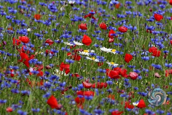 castelluccio-11A4F172FE-5E50-DB69-B998-72EED12A9A8D.jpg