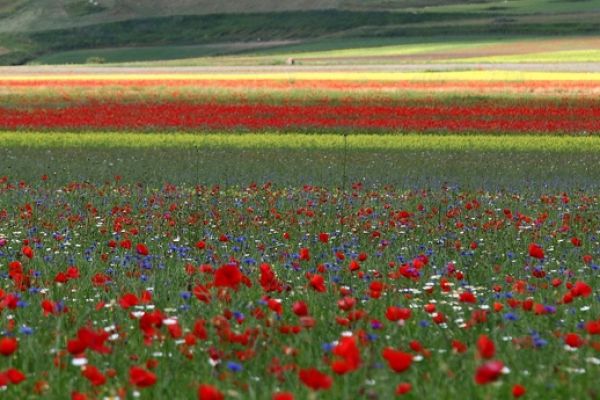 castelluccio-13F1093A38-4759-54D7-4A7F-529C9CBD661B.jpg