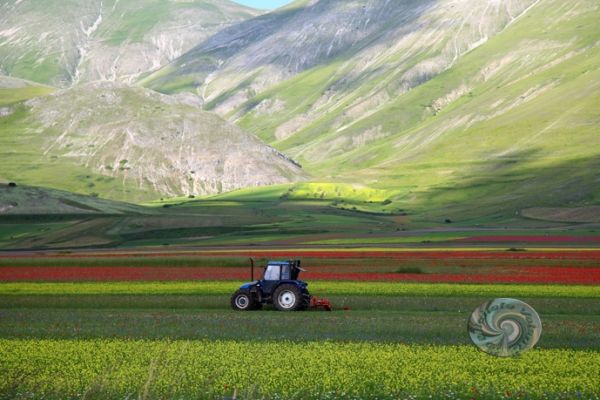 castelluccio-1415B89298-8961-6656-75B4-A8B50FF80F9F.jpg