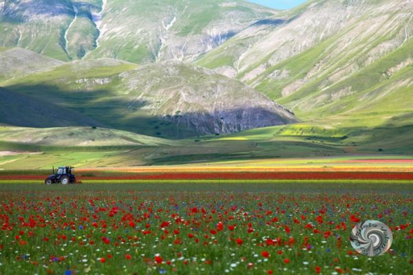 castelluccio-22823A0D37-4DB3-3BA7-CD05-D1DBF89BF9B3.jpg