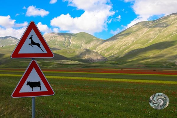 castelluccio-25A399C2BA-D3D7-C876-6393-D47A3D6111B9.jpg