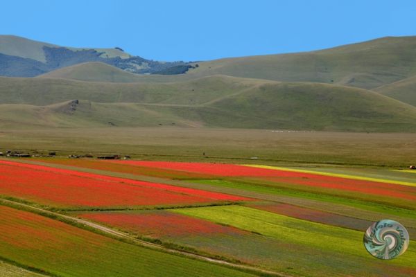 castelluccio-2929A436C2-7EF6-5DF7-6D27-1B465717A55B.jpg