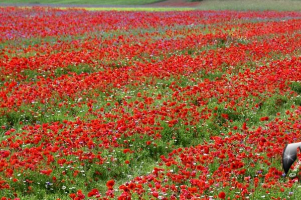 castelluccio-37CDB5C094-95BD-5478-F1AF-29646F6A0B38.jpg
