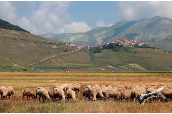 castelluccio-397704DE5F-F915-87E0-5830-07E49C341B4F.jpg