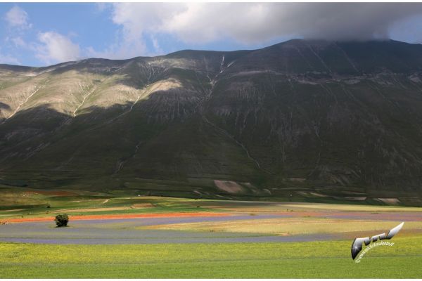 castelluccio-43659489AB-7FEC-D76E-BE89-C10818A0719C.jpg
