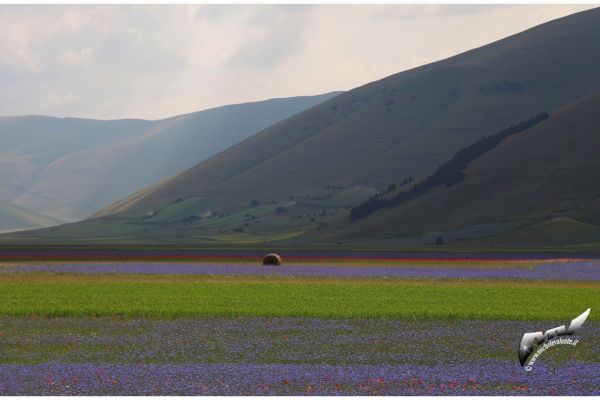 castelluccio-44C36A4A17-37CD-8454-E995-FBFA07DE3087.jpg