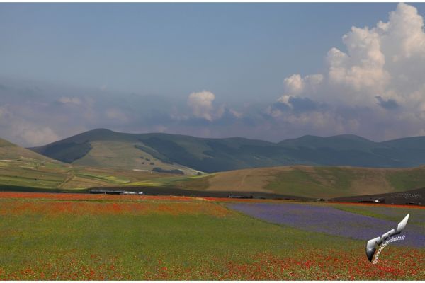 castelluccio-45D85E3553-B00E-80AA-BA61-E328214E0711.jpg
