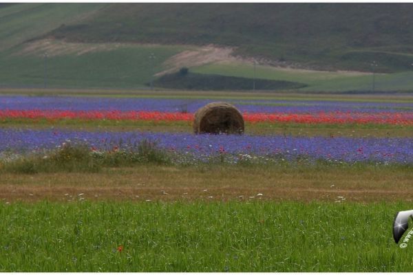 castelluccio-478663C748-F859-672F-1560-DE36BF389F2E.jpg