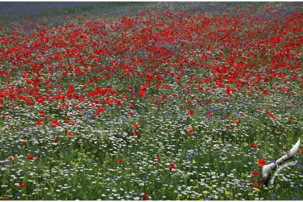 castelluccio-51F16D42B3-677A-A178-8E71-B11D5C8EA01D.jpg
