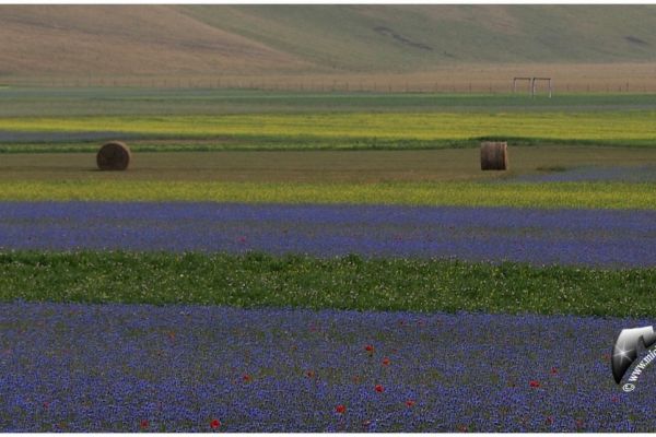 castelluccio-5413D33C68-6FE3-09FC-40D7-9D9B9753A236.jpg