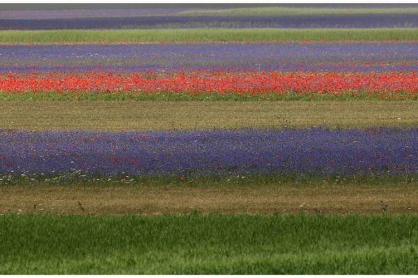 castelluccio-560AB3AE1A-4FCC-932C-9413-6454E90F4D10.jpg