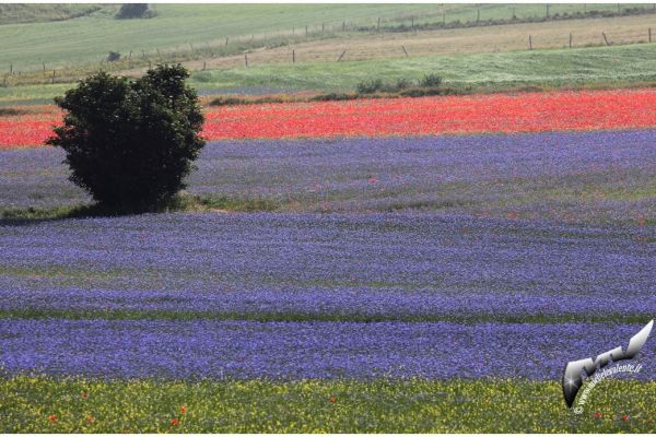 castelluccio-571C8A627E-FBC4-4AE5-0911-E858FDB881C3.jpg