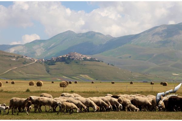 castelluccio-653453CE13-999B-E44D-7890-978303228815.jpg